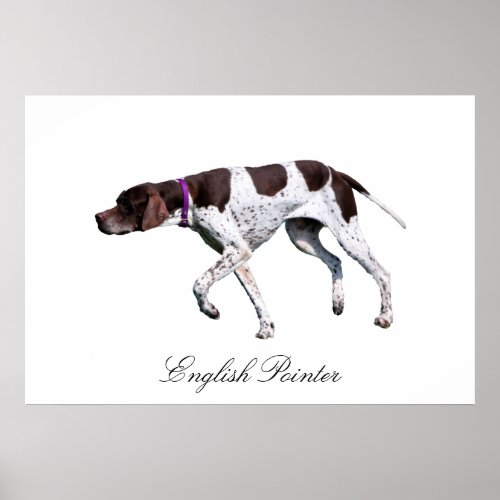 English Pointer dog beautiful photo print gift Poster