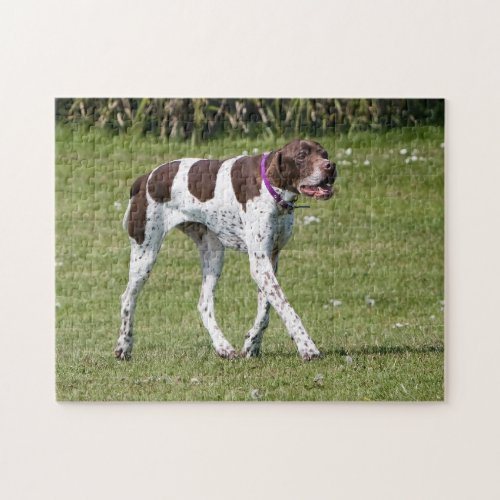 English Pointer dog photo jigsaw puzzle