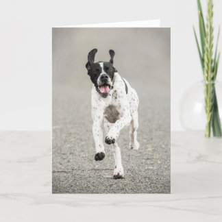 English Pointer Greeting Card