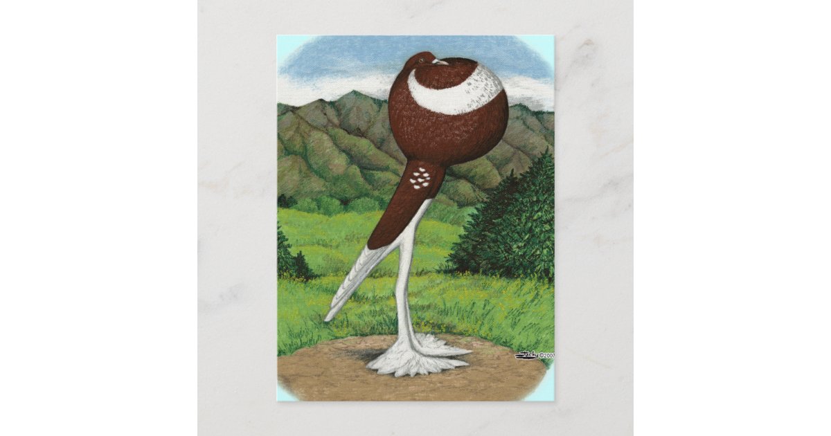 Pouter English Pouter Pigeon With Mountains Postcard | Zazzle