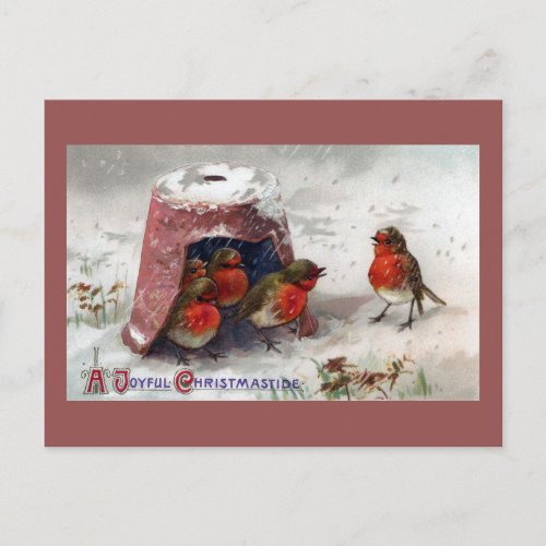 English Robins Huddle Under Flowerpot Vintage Xmas Holiday Postcard