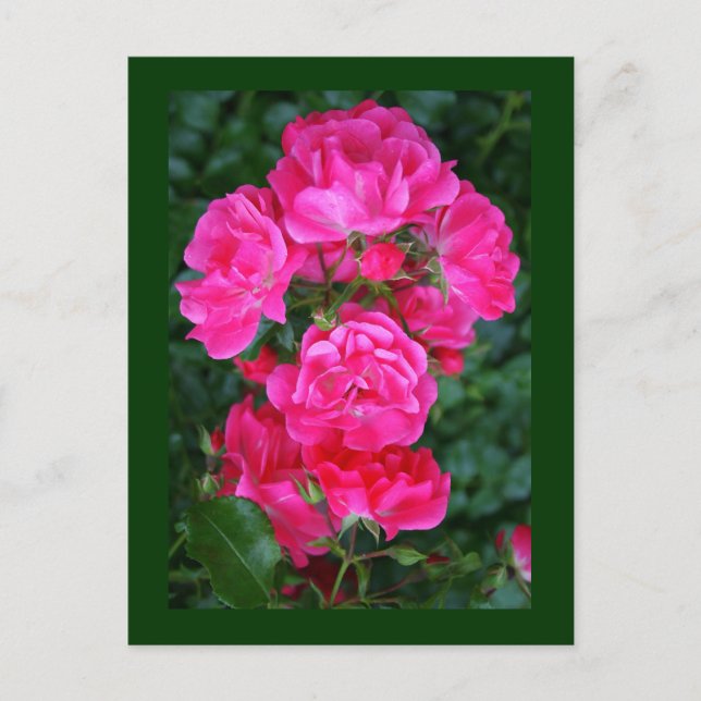 English Roses Postcard (Front)