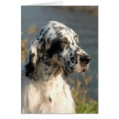 english setter 2.png (Front)