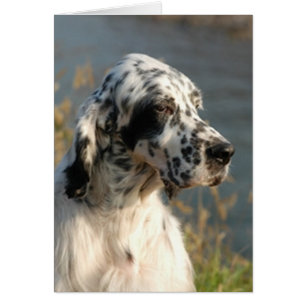 english setter 2.png cards