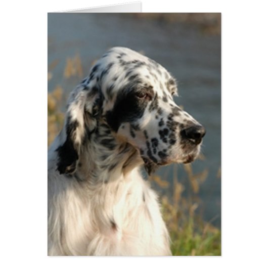 english setter 2.png cards (Front)