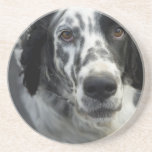 English Setter Dog Coasters