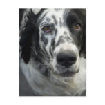English Setter Dog Postcard