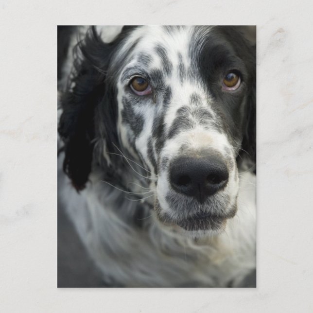 English Setter Dog Postcard (Front)
