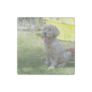 english setter orange_belton_puppy stone magnet