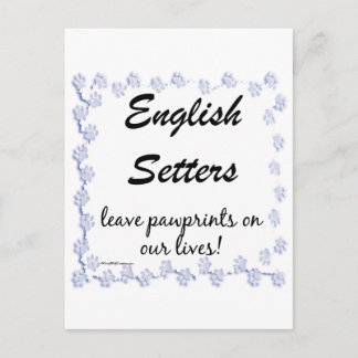 English Setter Pawprints Postcard