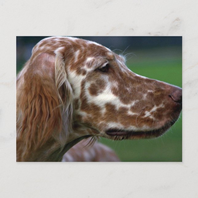 English Setter Postcard (Front)