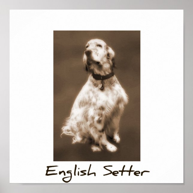 English Setter Poster (Front)