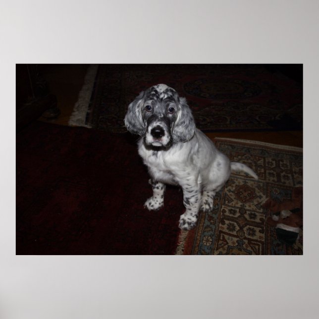 English Setter Poster (Front)