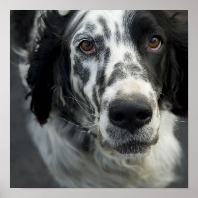 English Setter Poster Print (Front)