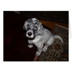 English Setter Puppy