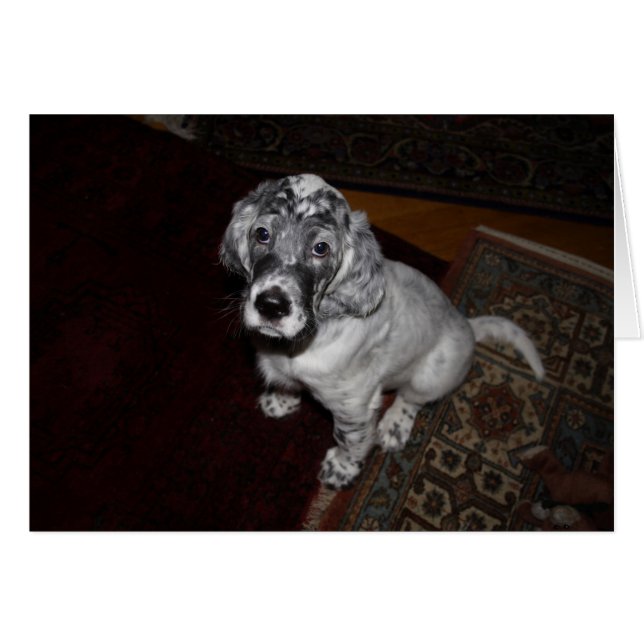 English Setter Puppy Cards (Front Horizontal)