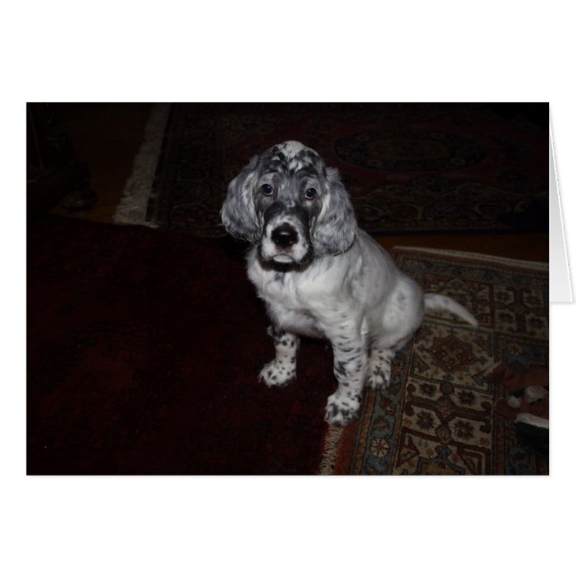 English Setter Puppy Cards (Front Horizontal)