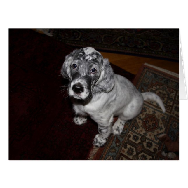 English Setter Puppy Cards (Front Horizontal)