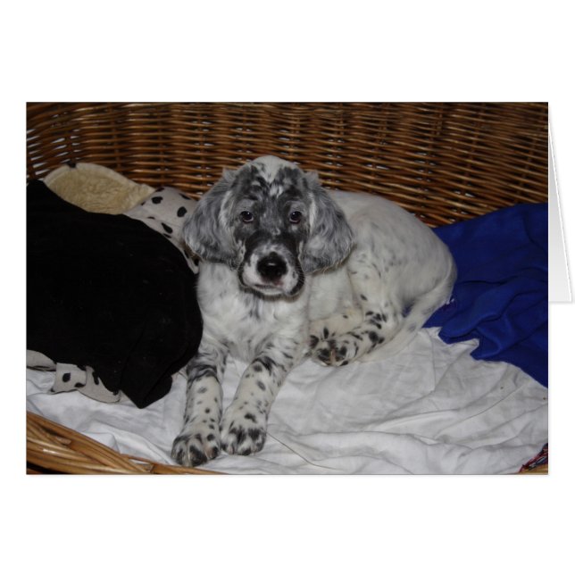English Setter Puppy Cards (Front Horizontal)
