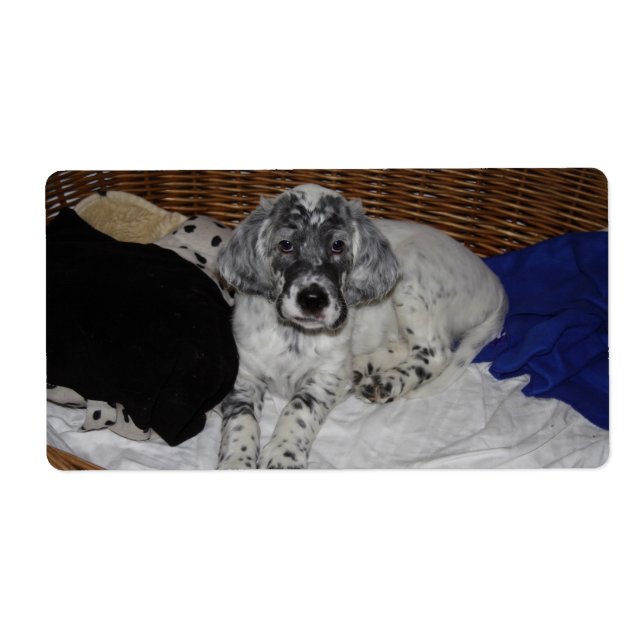 English Setter Puppy Label (Front)