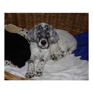 English Setter Puppy Poster