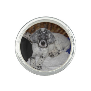 English Setter Puppy Ring