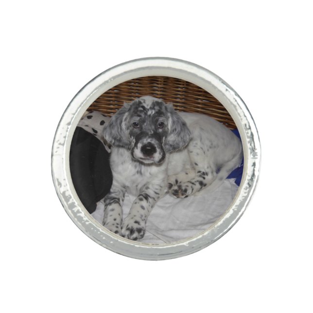 English Setter Puppy Ring (Front)