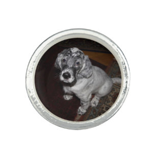 English Setter Puppy Ring
