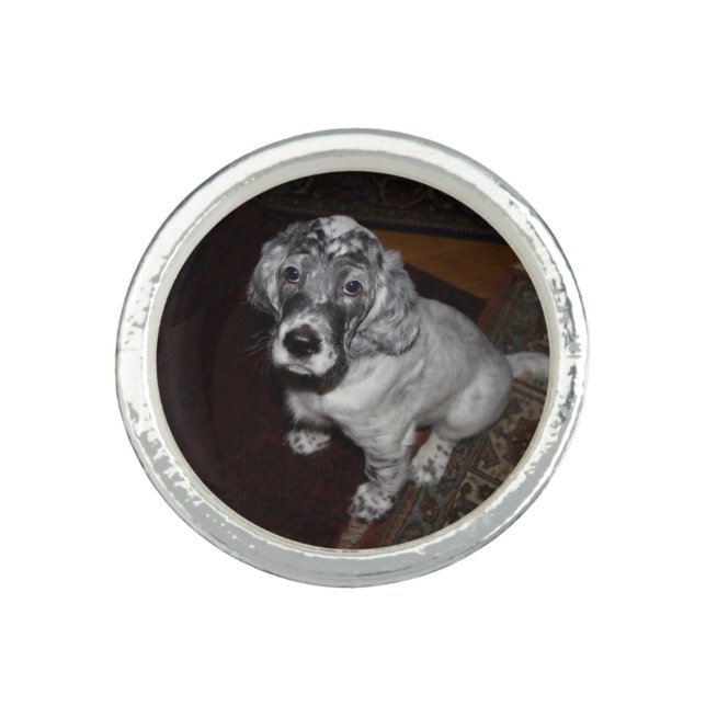 English Setter Puppy Ring (Front)