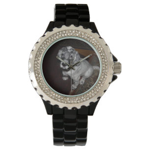 English Setter Puppy Watch