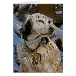 English Setter Snow #2 Cards