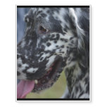 English Setter Up Close Temporary Tattoos