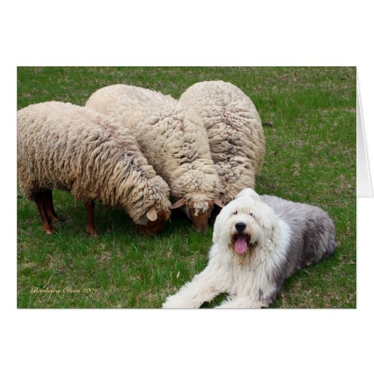 English Sheep Dog Cards (Front Horizontal)