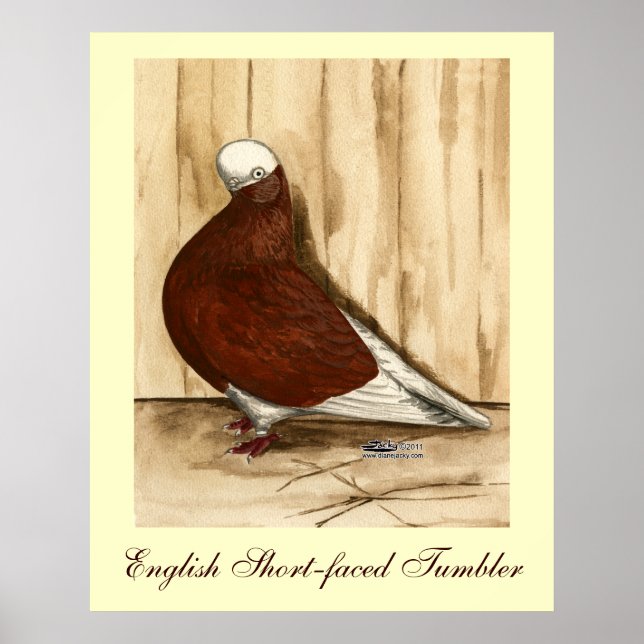 English Shortfaced Bald Pigeon Poster (Front)