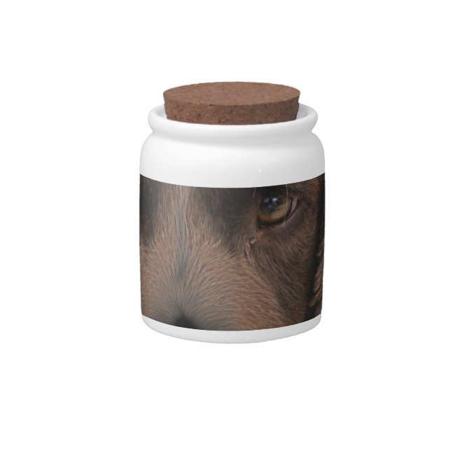 English Springer Dogs Candy Jar (Front)