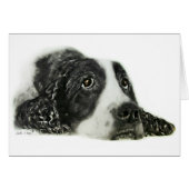 English Springer Spaniel (Front Horizontal)