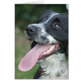 English Springer Spaniel (Front)