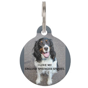 english springer spaniel black white tan love with pet name tag