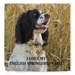 english springer spaniel bwlove w pic bandana