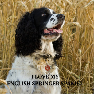 english springer spaniel bwlove w pic cutout