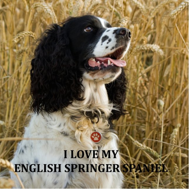english springer spaniel bwlove w pic cutout (Front)