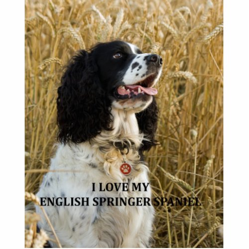 english springer spaniel bwlove w pic cutout