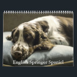 English Springer Spaniel Calendar<br><div class="desc">A Calendar with 12 different pictures of English Springer Spaniel</div>