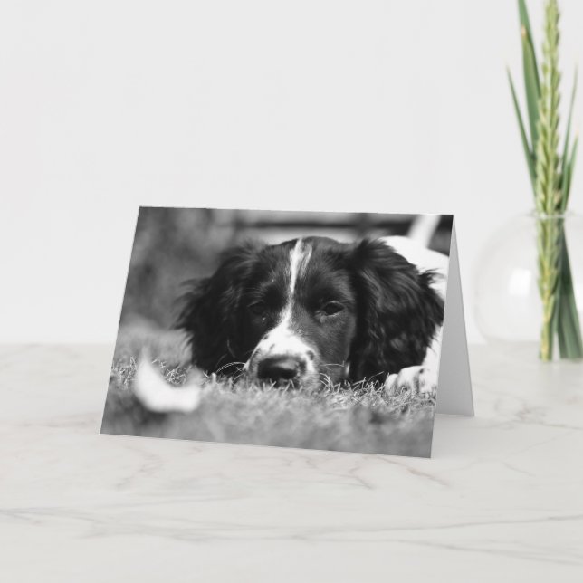 English Springer Spaniel Card (Front)