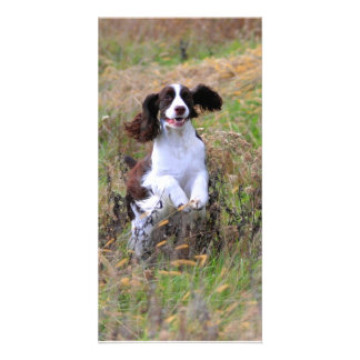 English Springer Spaniel Card