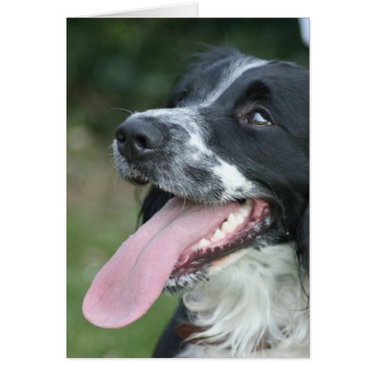 English Springer Spaniel Cards (Front)