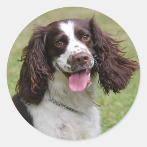 English Springer Spaniel dog beautiful photo gift Classic Round Sticker