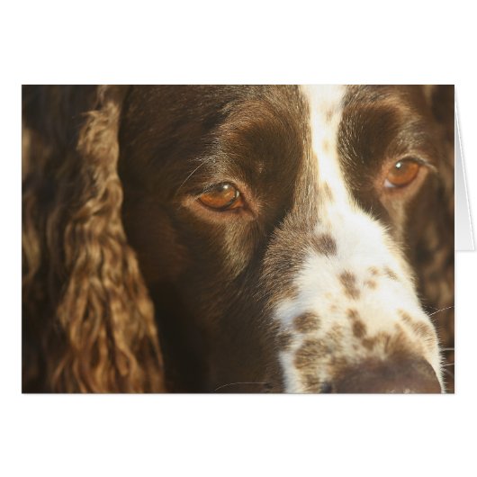 English Springer Spaniel Dog Custom Inside Message Cards (Front Horizontal)