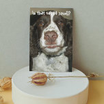 English Springer Spaniel Dog Funny Birthday Card<br><div class="desc">This popular birthday card for all that features the photo image of a lovable,  brown and white English Springer Spaniel dog with a sensitive nose for birthday cake. Select your card finish style.</div>