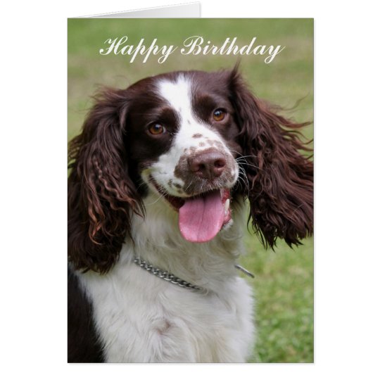 English Springer Spaniel dog happy birthday card | Zazzle.com